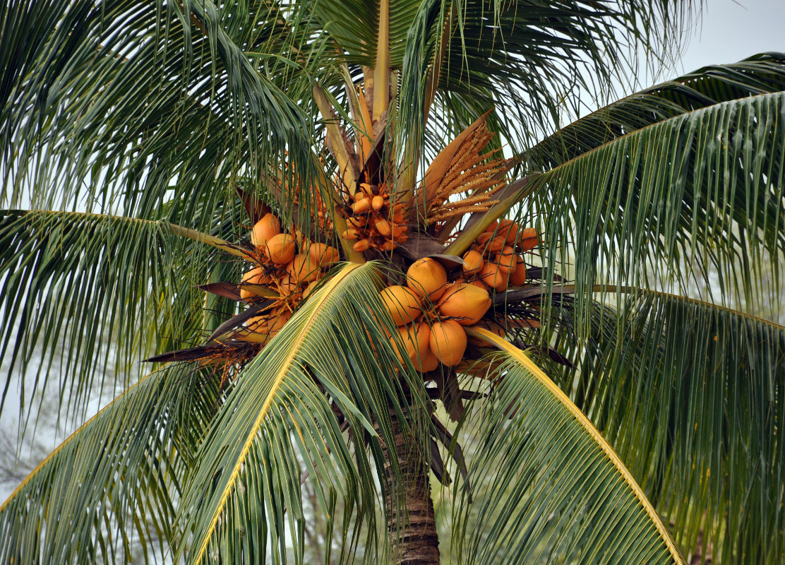 Изображение особи Cocos nucifera.