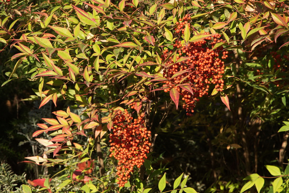 Image of Nandina domestica specimen.