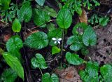 Viola curvistylis. Цветущее растение. Малайзия, Камеронское нагорье, ≈ 1500 м н.у.м., влажный тропический лес. 03.05.2017.
