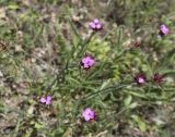 Dianthus capitatus. Верхушки цветущих растений. Горный Крым, гора Южная Демерджи. 21.06.2009.