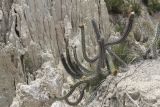 genus Corryocactus