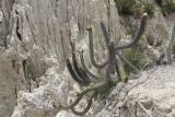 род Corryocactus. Плодоносящее растение. Боливия, окр. г. Ла-Пас, Лунная долина, бэдленд. 15 марта 2014 г.