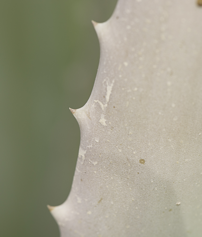Image of Aloe vera specimen.