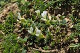 Trifolium uniflorum. Цветущее растение. Греция, о-в Крит, ном Ханья (Νομός Χανίων), дим Платаньяс (Δήμος Πλατανιά), горный массив Лефка Ори (Λευκά Όρη), окр. туристического приюта Каллерги (Καλλέργη), ≈ 1500 м н.у.м., скальное обнажение. 28 июня 2017 г.