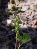 Corydalis solida. Верхушка плодоносящего растения. Пермский край, г. Пермь, Свердловский р-н, кладбище \"Южное\", тополёвая роща. 16.05.2018.