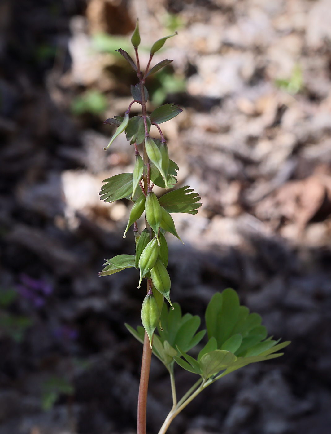 Изображение особи Corydalis solida.