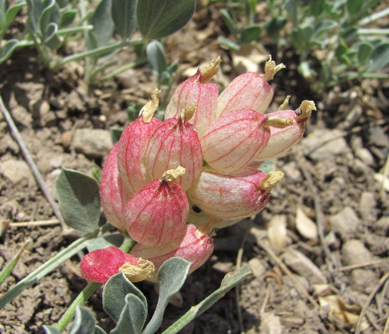 Image of Astragalus calycinus specimen.