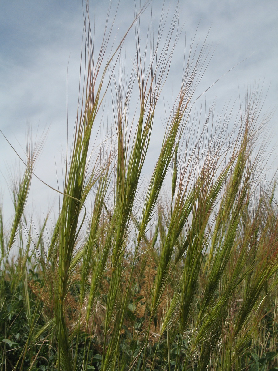 Image of Taeniatherum crinitum specimen.