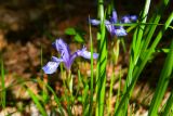 Iris ruthenica