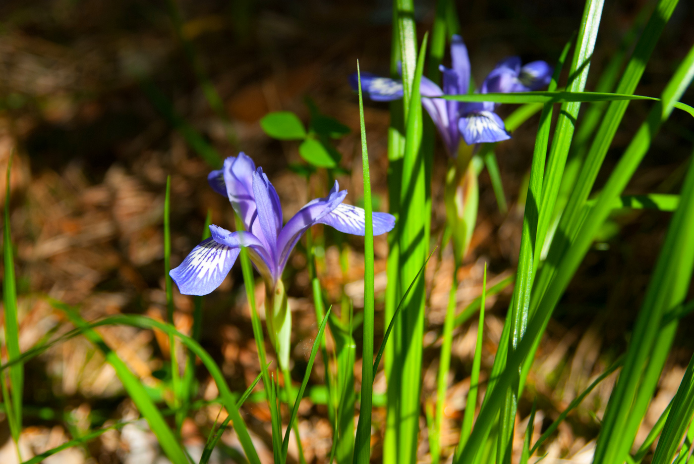 Изображение особи Iris ruthenica.