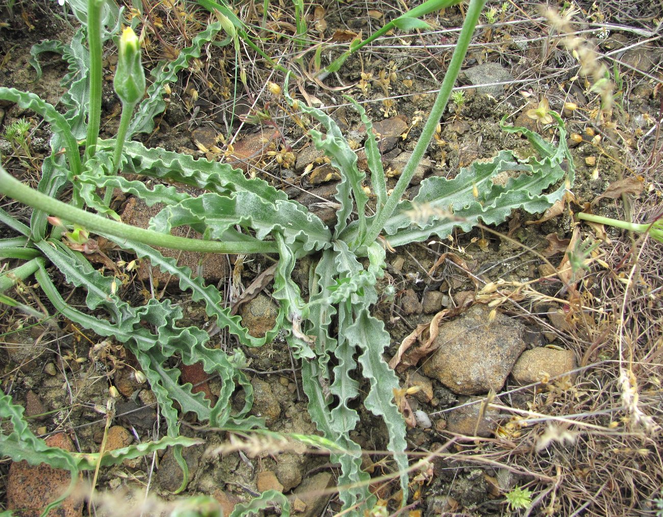 Image of genus Scorzonera specimen.