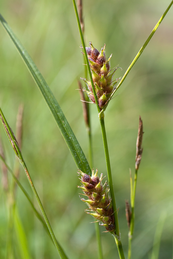 Изображение особи Carex hirta.