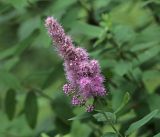 Spiraea &times; billardii