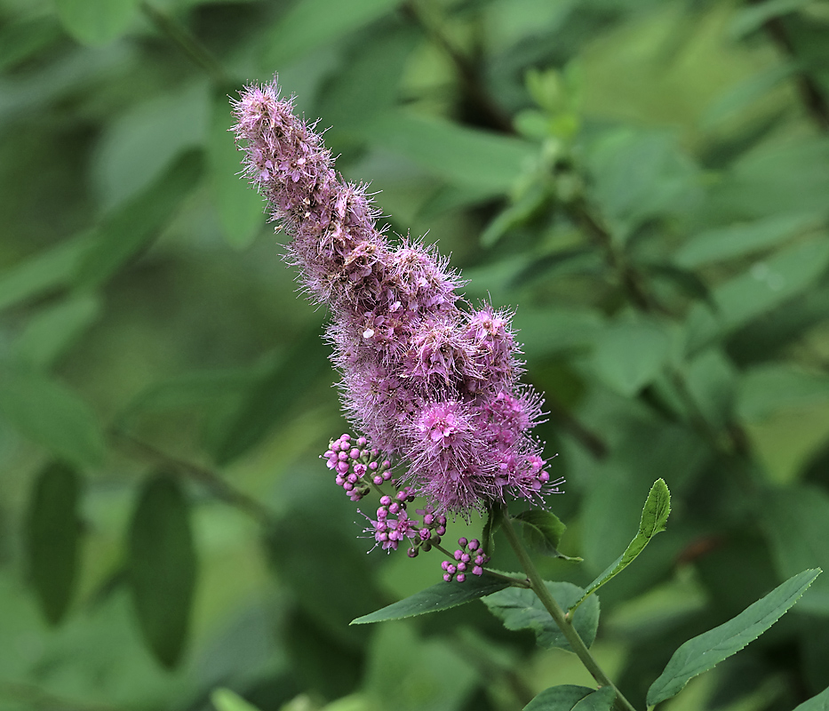 Image of Spiraea &times; billardii specimen.