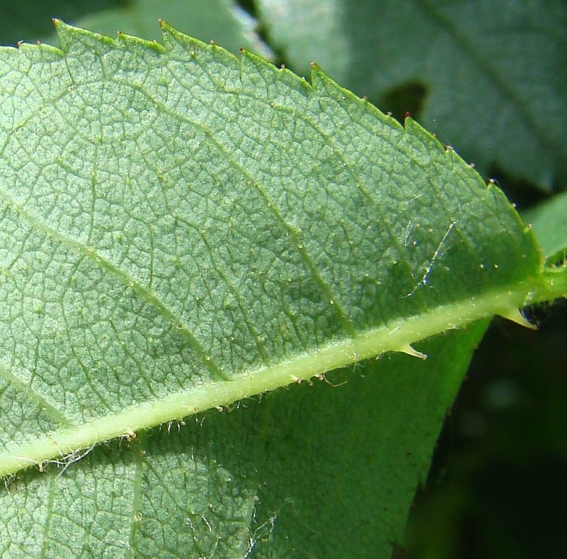 Image of genus Rosa specimen.
