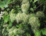 Clematis vitalba. Верхушки веток с созревающими плодами. Германия, г. Heidelberg, Rohrbach, посадка вокруг сельскохозяйственных угодий. 30.07.2012.