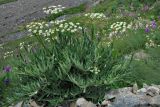 Heracleum freynianum