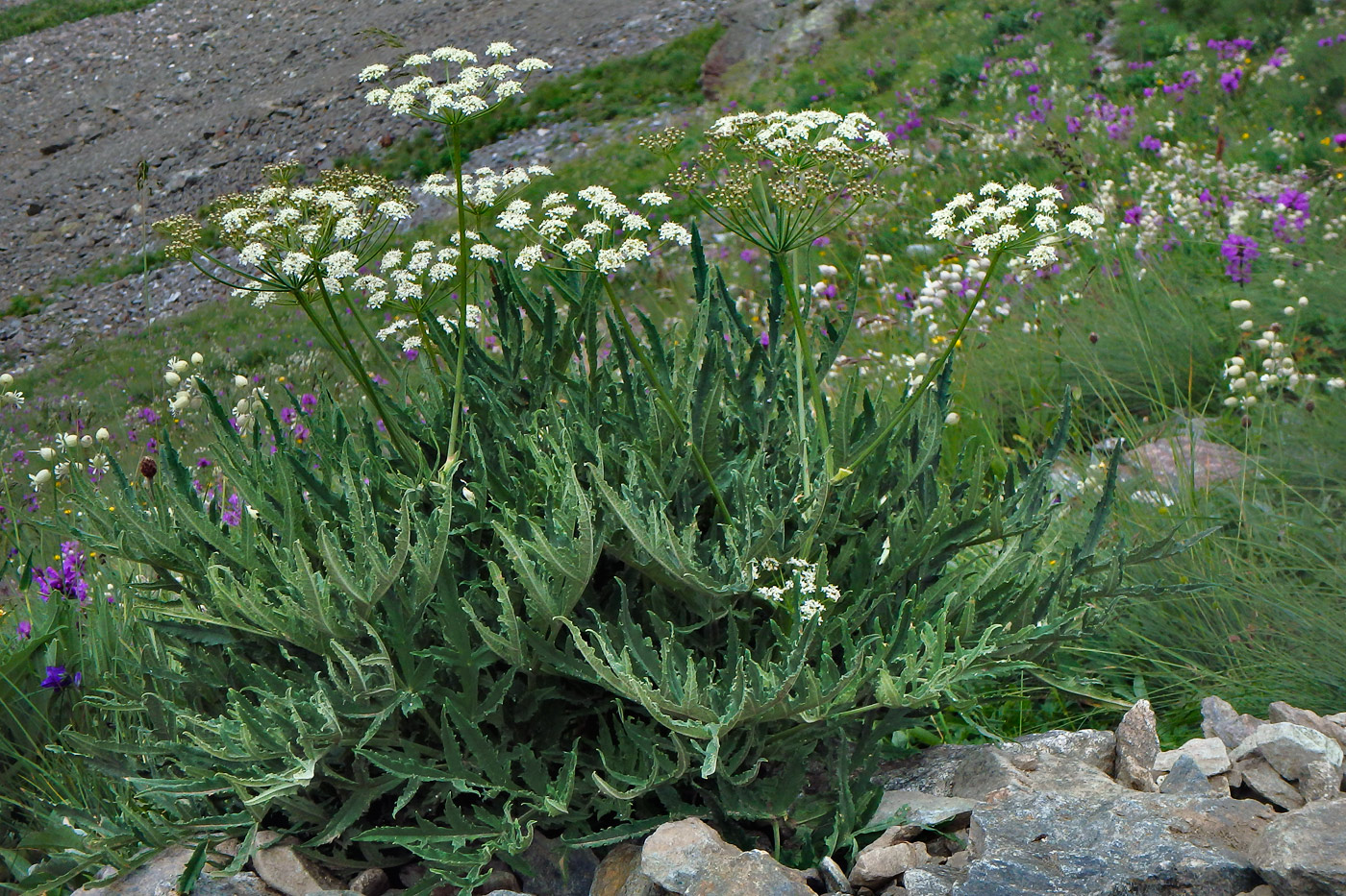 Image of Heracleum freynianum specimen.