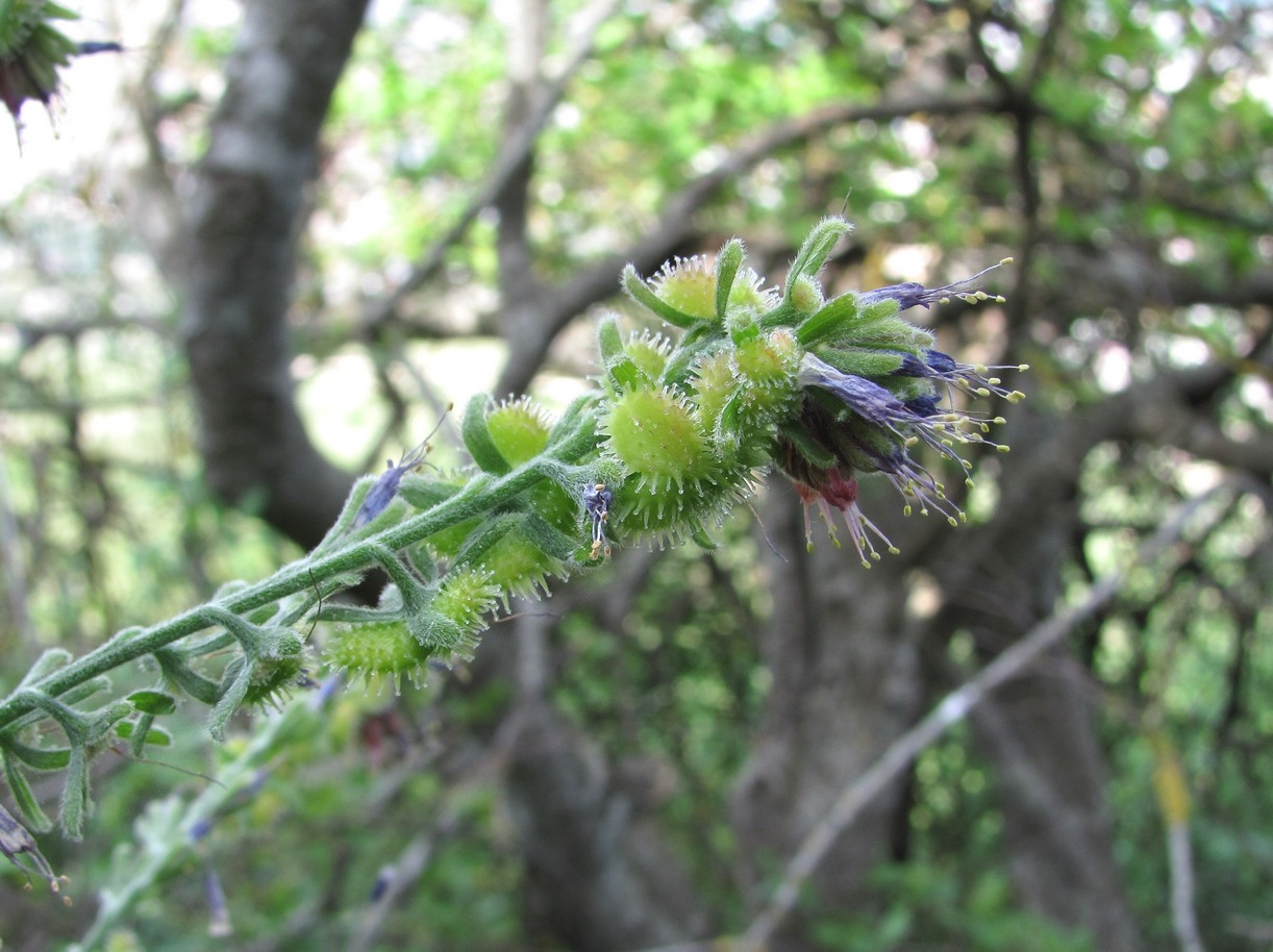 Изображение особи Solenanthus circinnatus.