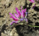 genus Astragalus. Соцветие. Дагестан, окр. с. Талги, каменистый склон. 15.05.2018.
