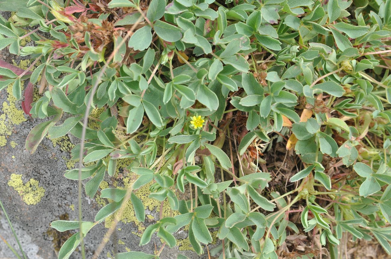 Image of Sibbaldia semiglabra specimen.