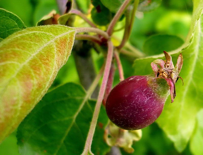 Изображение особи Malus sylvestris.