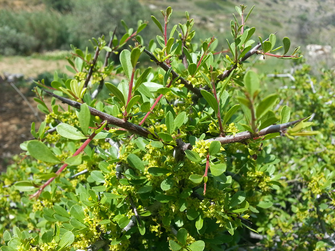 Image of Rhamnus lycioides ssp. oleoides specimen.
