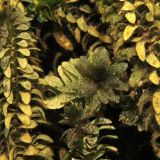 Elodea canadensis