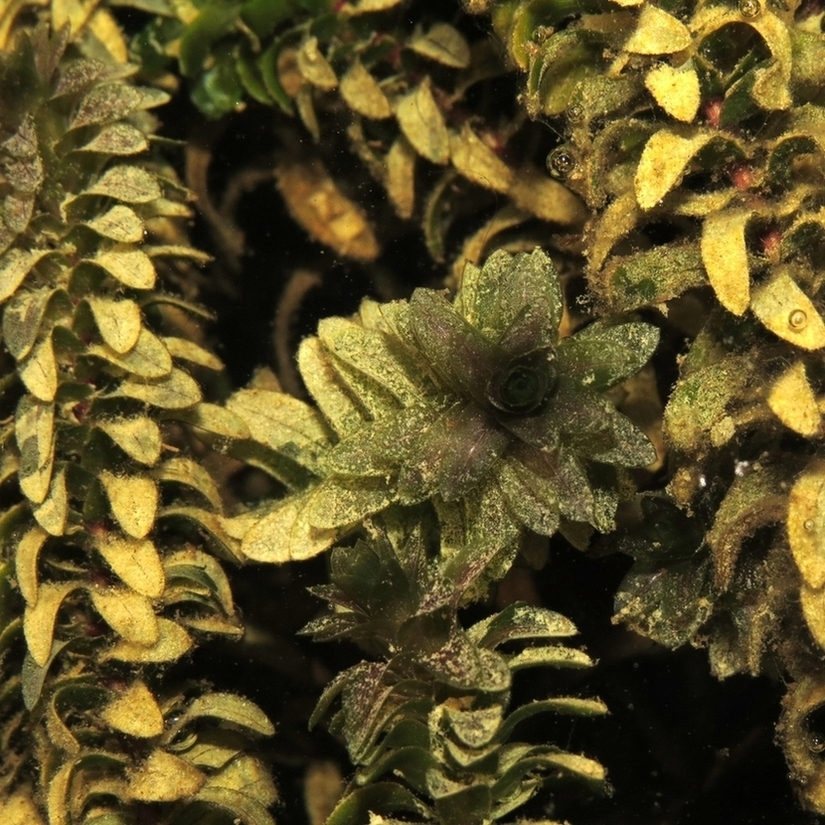 Image of Elodea canadensis specimen.