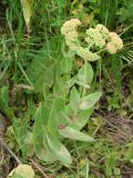 Hylotelephium caucasicum