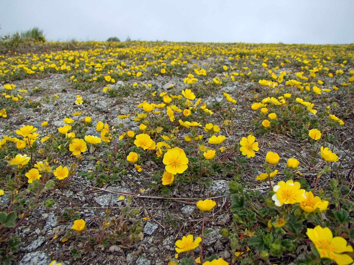 Изображение особи Potentilla fragiformis.
