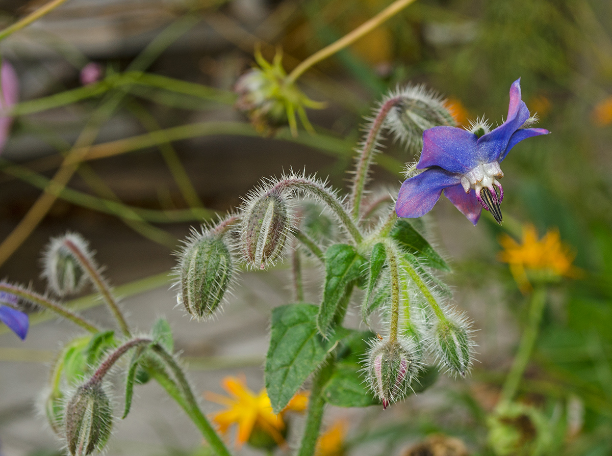 Изображение особи Borago officinalis.