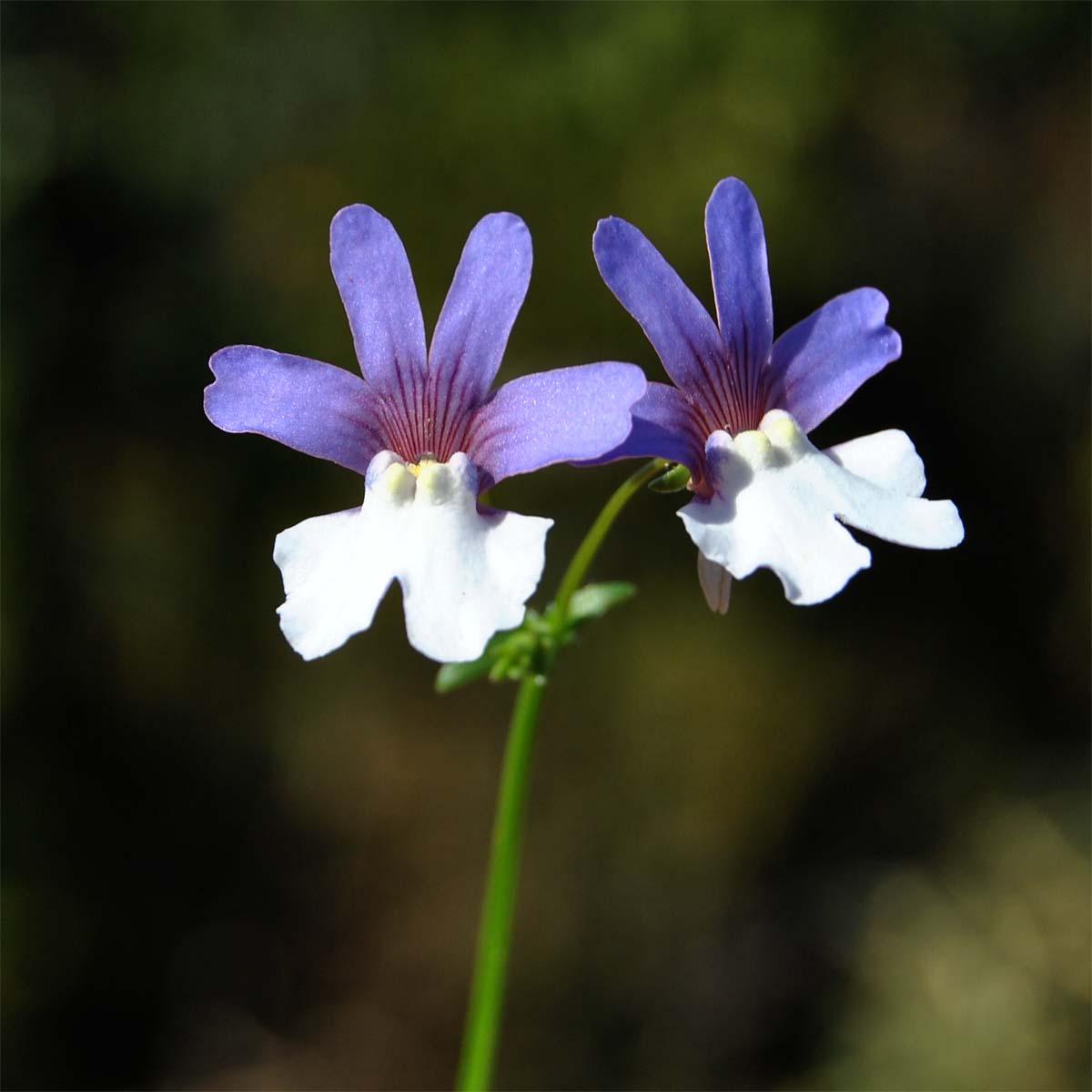 Image of Nemesia affinis specimen.