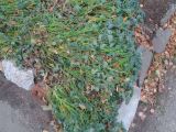 Tropaeolum majus. Погибшие от заморозка растения. Тверская обл., г. Тверь, Заволжский р-н, клумба возле многоэтажки. 30 октября 2018 г.
