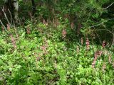 Pyrola incarnata