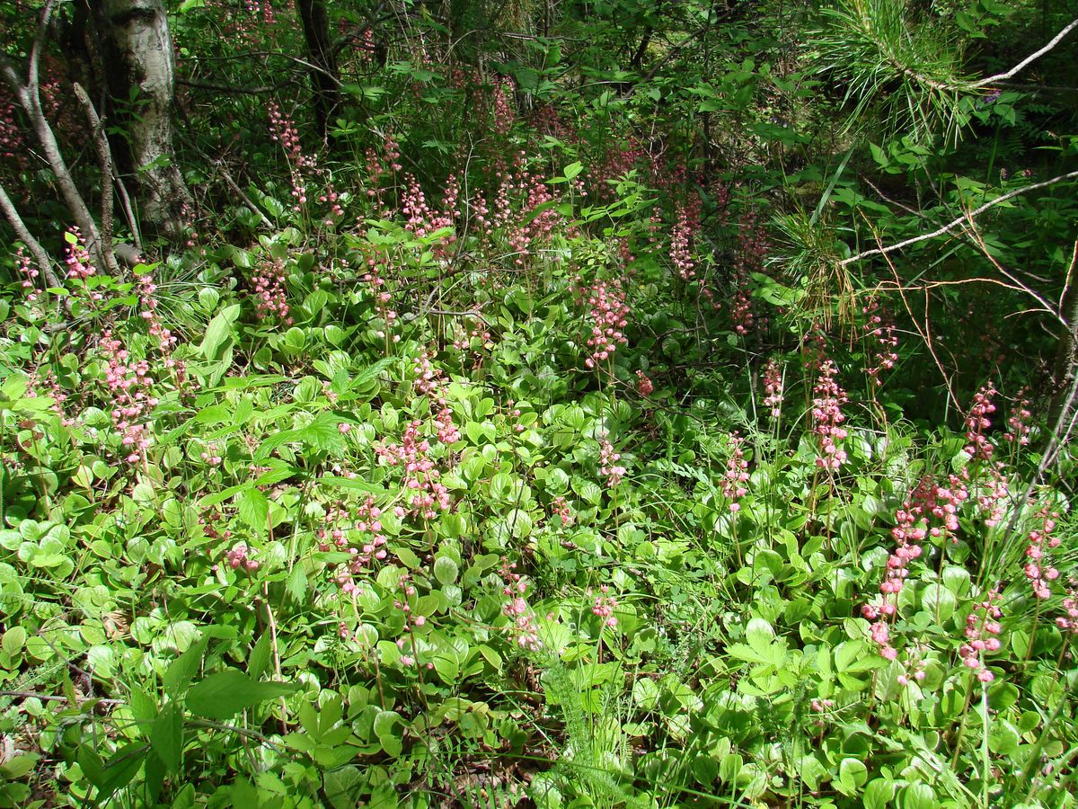 Image of Pyrola incarnata specimen.