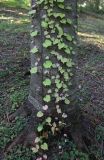 Parthenocissus tricuspidata