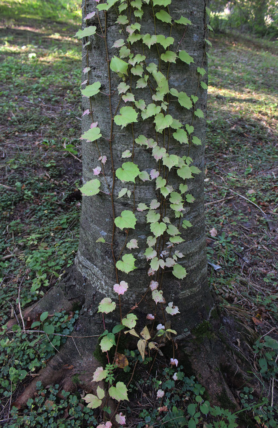 Image of Parthenocissus tricuspidata specimen.