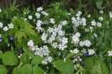 Stellaria holostea. Верхушки цветущих растений. Грузия, Боржоми-Харагаульский национальный парк, маршрут №6; ≈ 1600 м н.у.м, окружённый смешанным лесом луг на склоне горы. 26.05.2018.