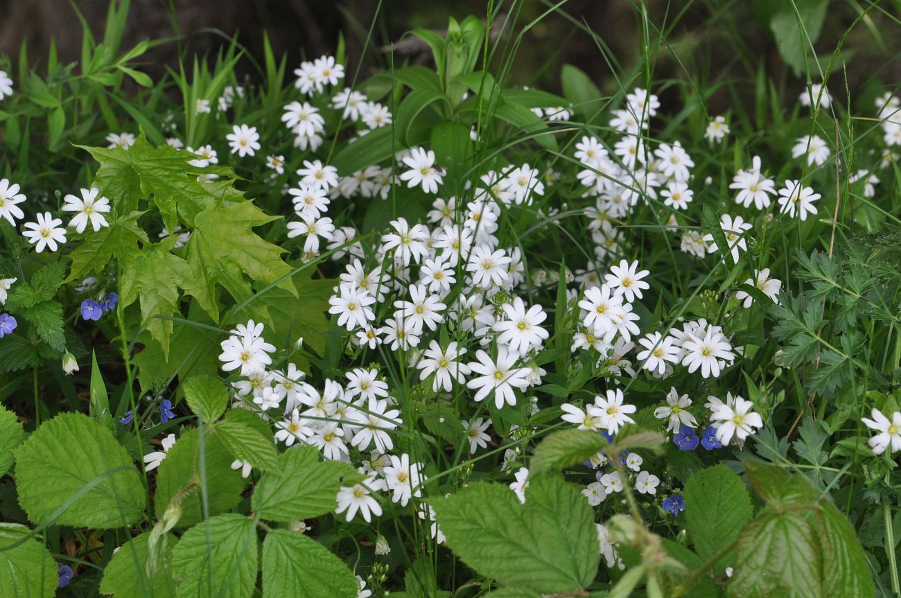 Image of Stellaria holostea specimen.