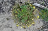 Potentilla humifusa