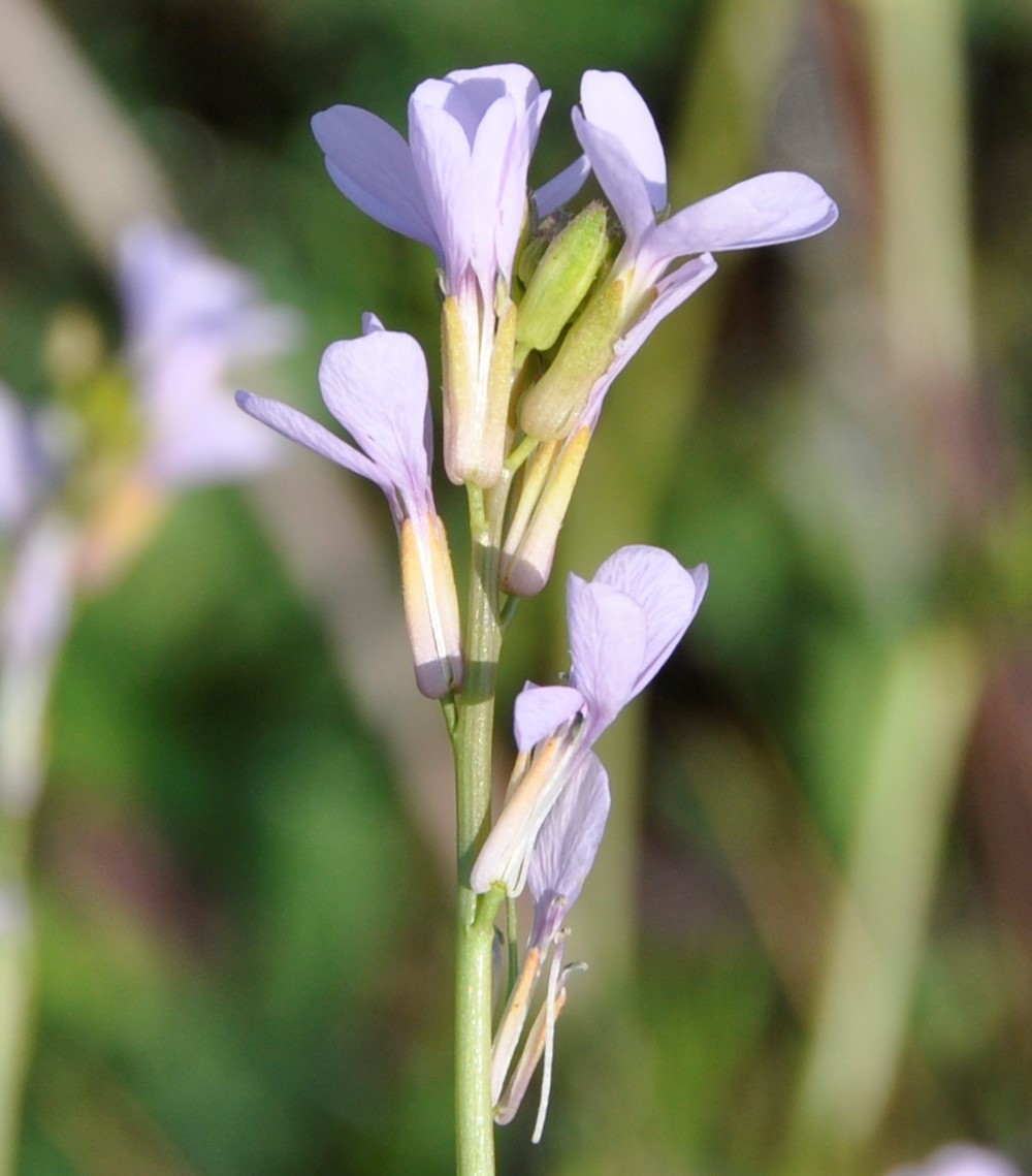 Изображение особи Erucaria hispanica.