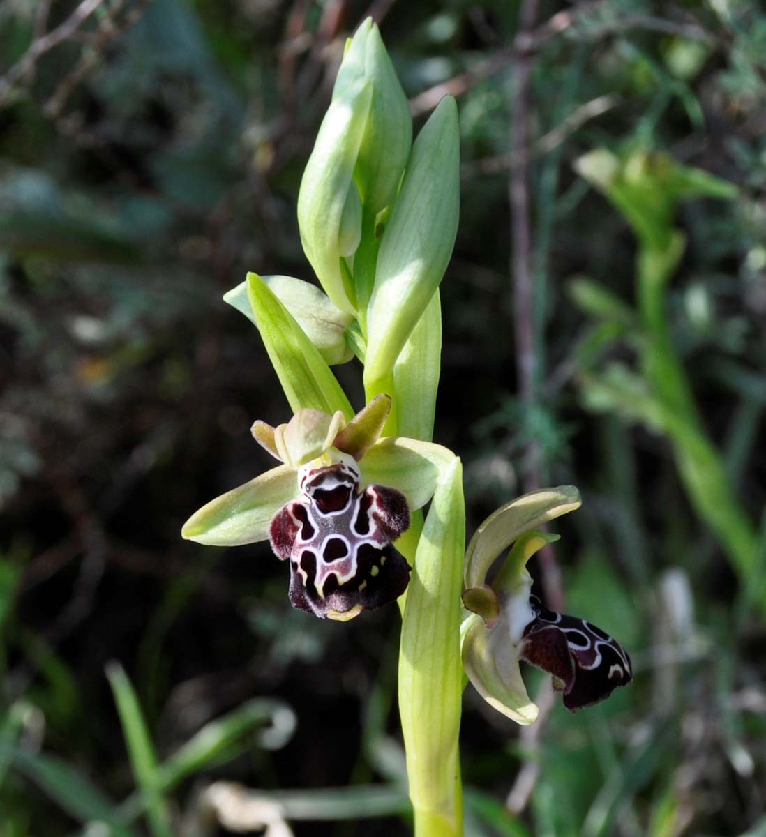 Image of Ophrys kotschyi specimen.