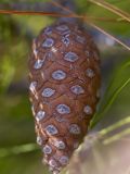 Pinus halepensis. Незрелая шишка. Греция, Эгейское море, о. Парос, холм Кефалос, окр. монастыря Св. Антония; каменистая пешеходная дорожка к монастырю. 31.10.2018.