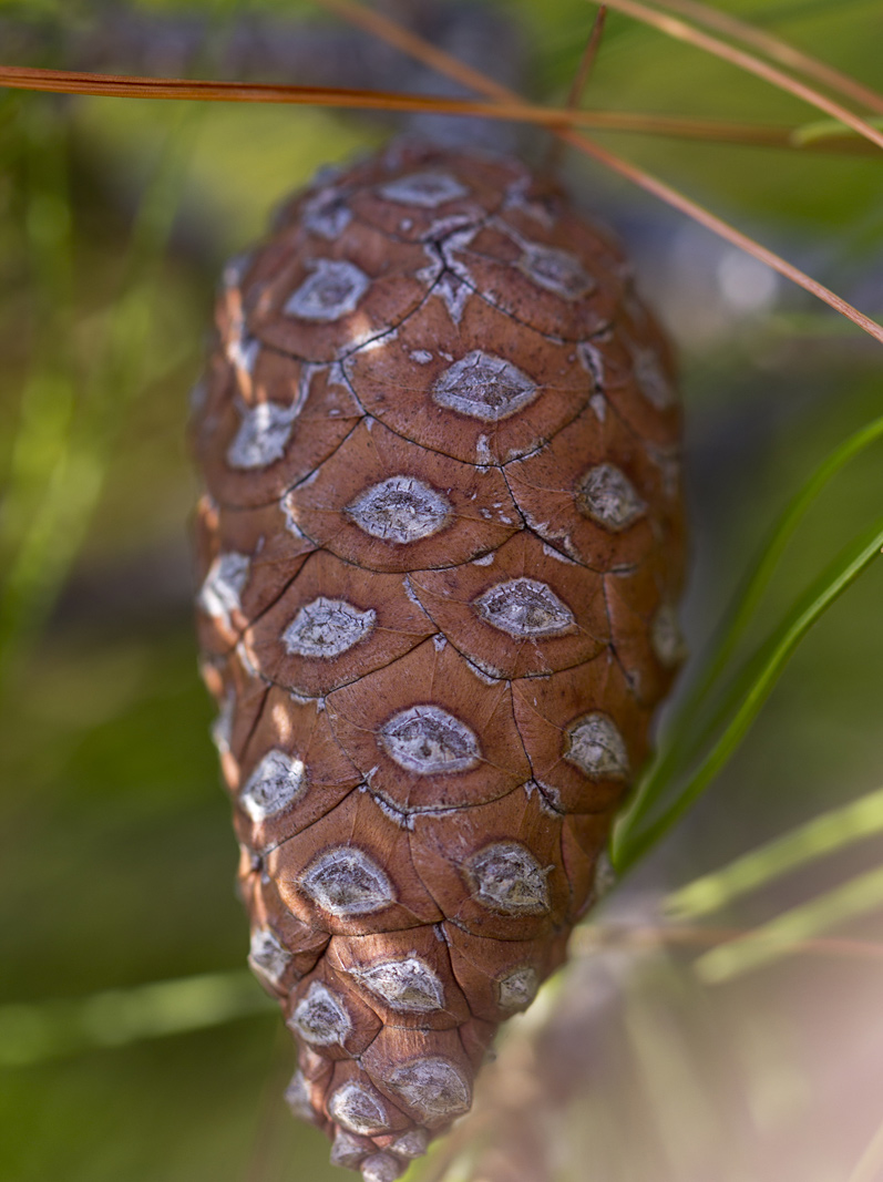 Изображение особи Pinus halepensis.