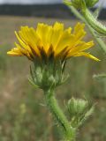 Picris hieracioides