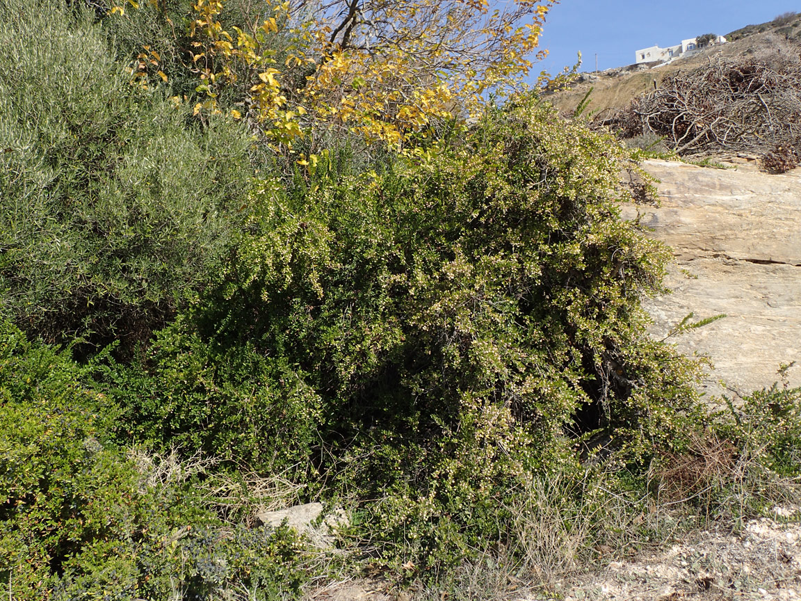 Image of Myrtus communis var. leucocarpa specimen.