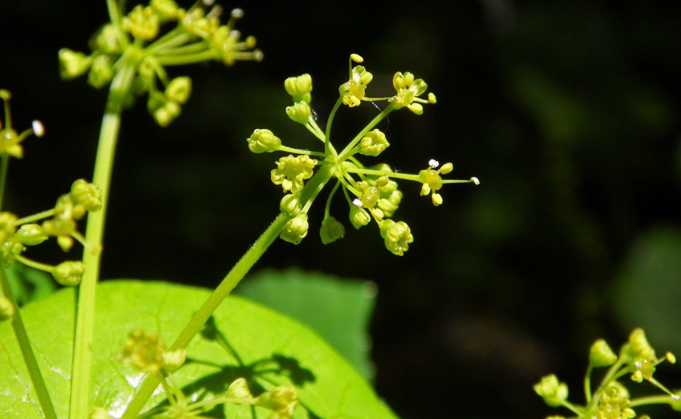 Изображение особи Smyrnium perfoliatum.