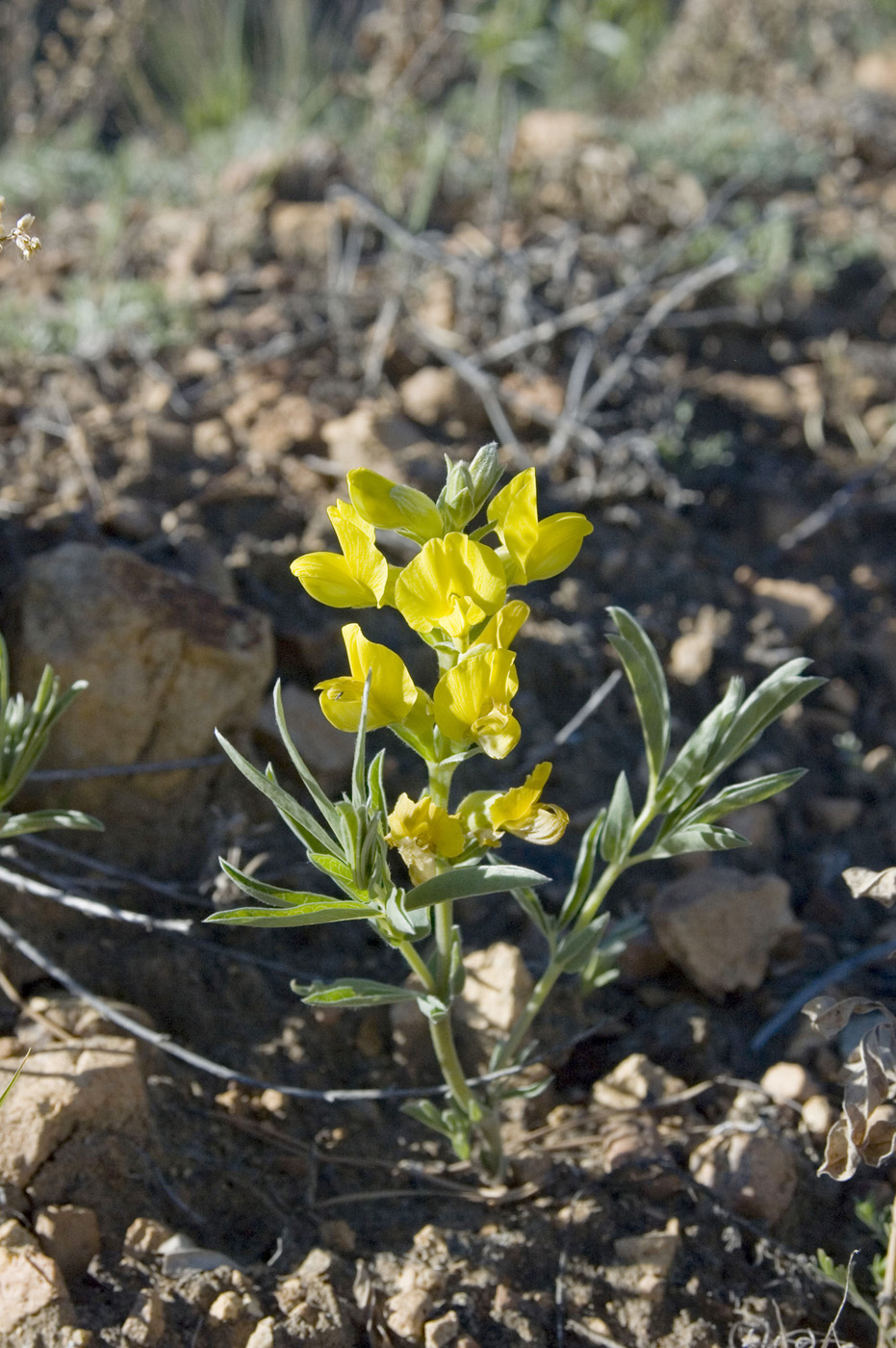 Image of Thermopsis lanceolata specimen.