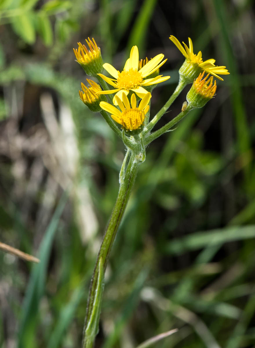 Изображение особи Tephroseris integrifolia.